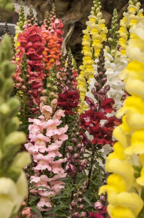 Snap Dragons